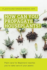 How can you propagate houseplants?