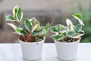 Hoya Carnosa