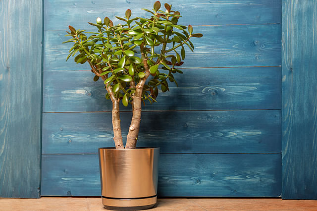 Jade plant