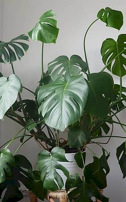 How to care for a Monstera