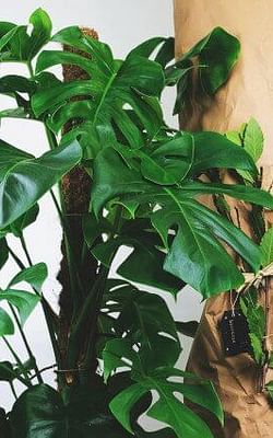 How to buy houseplants in the winter