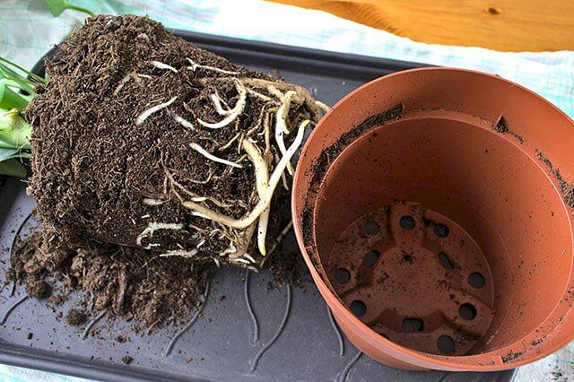 Repotting a monstera