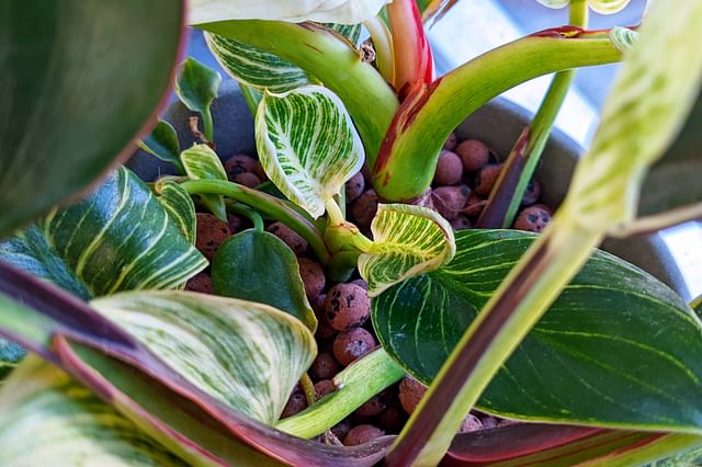 New growth on a Philodendron Birkin