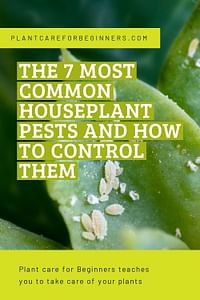 The 7 most common houseplant pests and how to control them