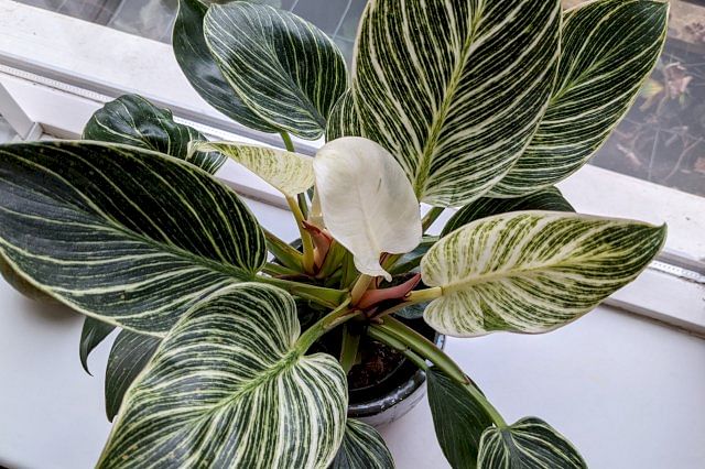 The ultimate plant care guide for a Philodendron Birkin