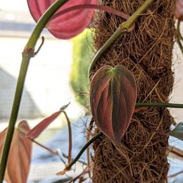 Philodendron