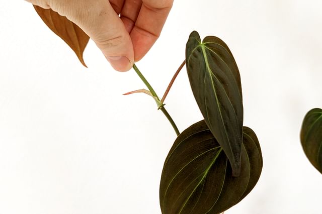Node on a Philodendron micans