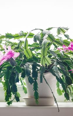 Watering techniques for Cacti