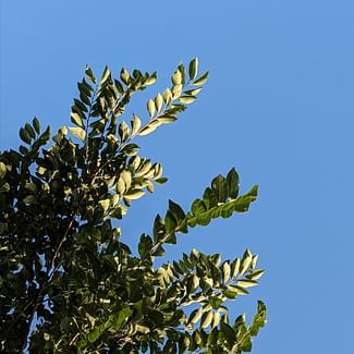 Read a plant care guide
