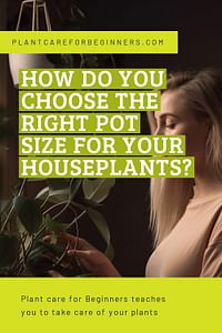 How do you choose the right pot size for your houseplants?