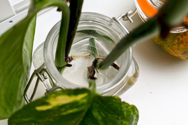 Propagation through stem cuttings