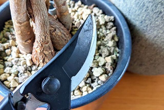 Pruning shears