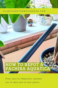 How to repot a Pachira Aquatica