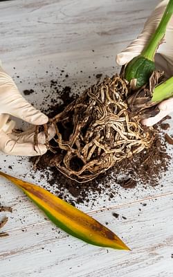 How do you recognize root rot on your houseplant?
