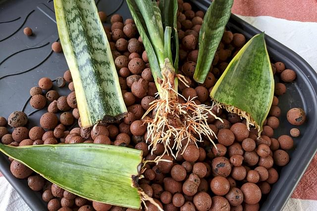 Propagating a Sansevieria through division and leaf cuttings