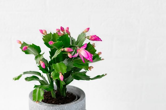 The ultimate plant care guide for the Christmas Cactus
