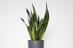 How to care for Sansevierias