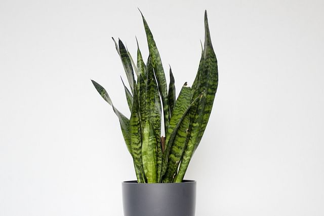 Sansevieria