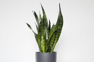Sansevieria