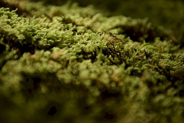 Sphagnum moss