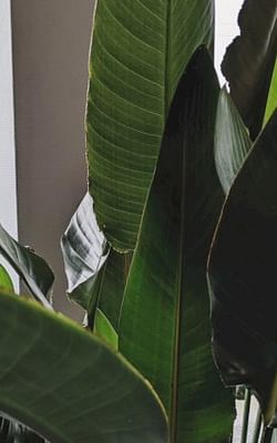 How to care for a Bird of Paradise (Strelitzia)