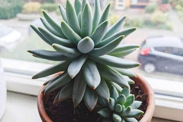 Succulent in pot on windowsill