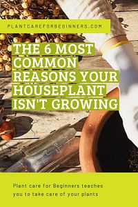 The 6 most common reasons your houseplant isn't growing