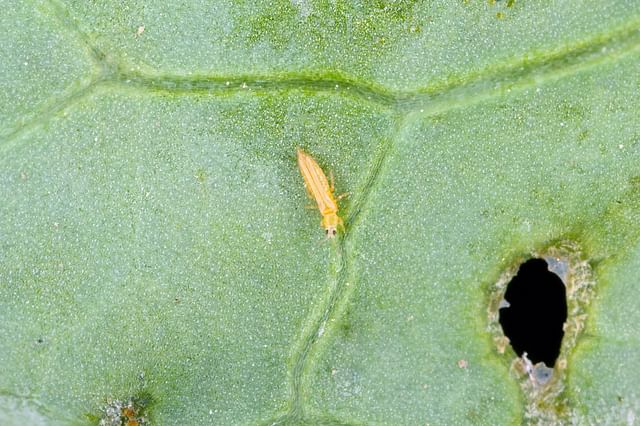 Thrips on a houseplant