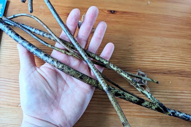 trimmed-monstera-air-roots.jpg