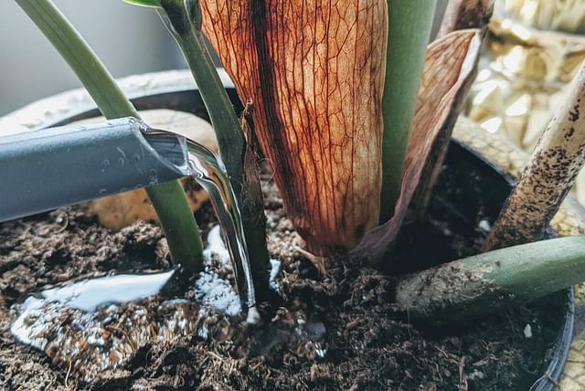Watering a plant