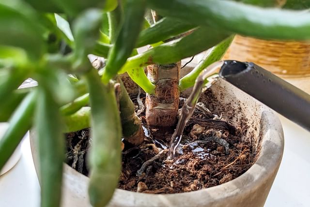 Watering a Crassula ovata