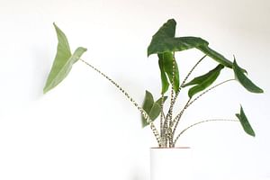 Alocasia Zebrina