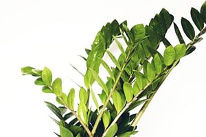 ZZ plant