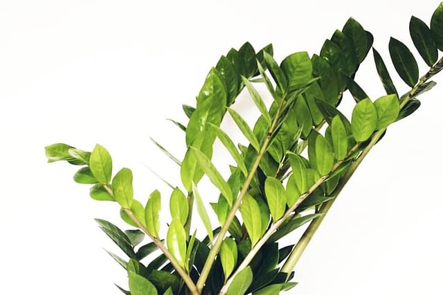 The ultimate guide for ZZ plant care