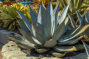 How do you take care of an Agave plant?