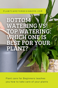 Bottom Watering vs Top Watering: Which one is best for your plant?