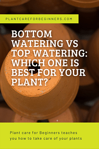 Bottom Watering vs Top Watering: Which one is best for your plant?