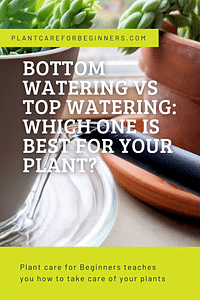 Bottom Watering vs Top Watering: Which one is best for your plant?