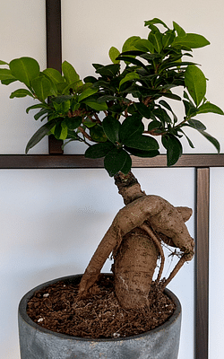 How to take care of a Ficus Ginseng Bonsai Tree
