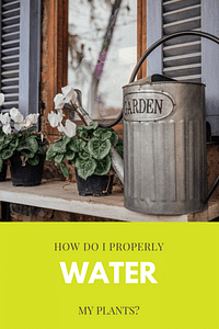 A beginner's guide to watering your houseplants