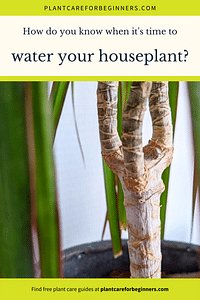 How do you know when it's time to water your houseplant?