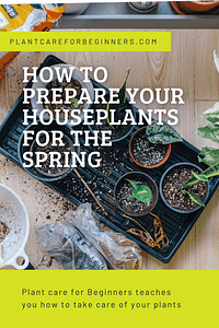 How to prepare your houseplants for the Spring