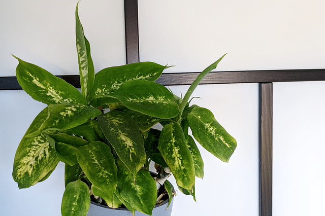Small Dieffenbachia